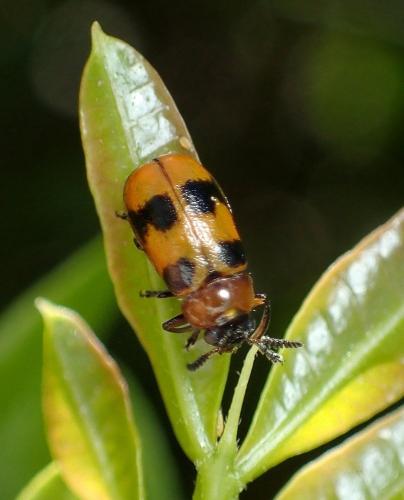 Réf. 233 002 : Coptocephala sp.